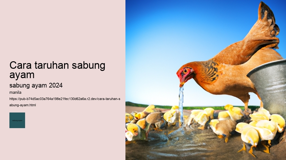 cara taruhan sabung ayam