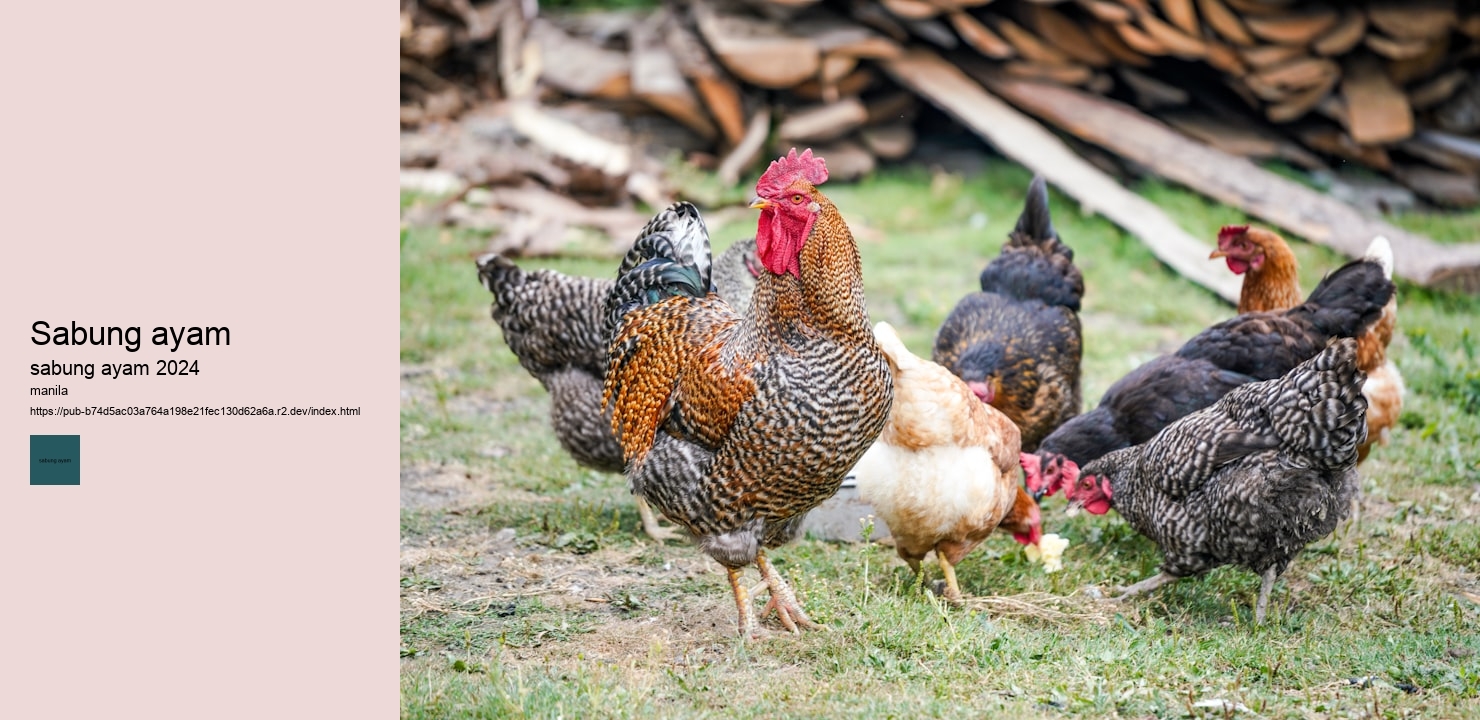 sabung ayam online 303