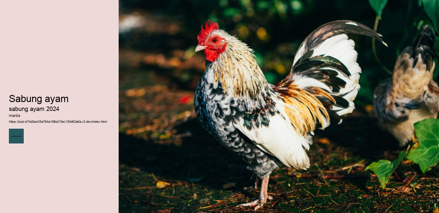 gambar sabung ayam jaman dulu
